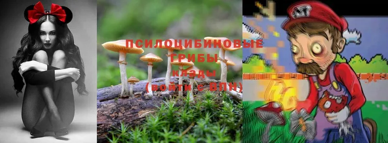 Галлюциногенные грибы Psilocybe  магазин продажи наркотиков  Зверево 